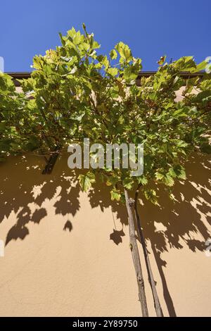 Vignes nobles (Vitis vinifera) sur la façade d'une maison à Miltenberg, basse-Franconie, district de Miltenberg, Bavière, Allemagne, Europe Banque D'Images