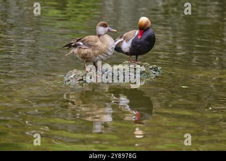 Pochard à crête rouge (Netta rufina), paire debout sur une pierre et interagissant l'un avec l'autre, printemps Banque D'Images