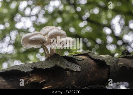 Coléoptère bave du hêtre annelé (Oudemansiella mucida), Emsland, basse-Saxe, Allemagne, Europe Banque D'Images