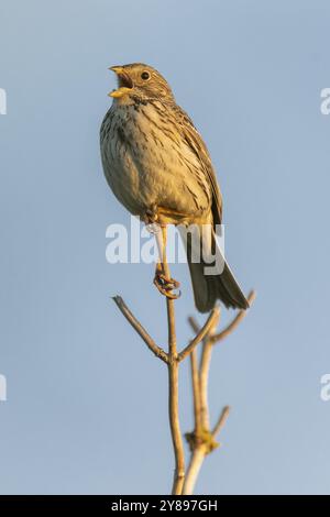 Guirlande de maïs (Emberiza calandra) assise sur une branche et chantant, portrait animal, Bagges Daemning, fjord de Ringkobing, Danemark, Europe Banque D'Images