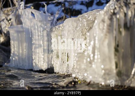 Glaçons sur les branches, scintillant au soleil, Niederzell, Reichenau, Lac de Constance, Bade-Wuertemberg, Allemagne, Europe Banque D'Images