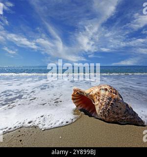 Plage avec coquille de conque sous ciel bleu Banque D'Images