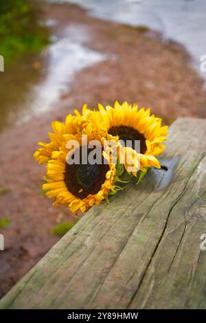 Tournesols placés à côté d'un banc de parc par une chaude journée ensoleillée, comme un mémorial pour un être cher. Banque D'Images