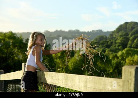 Fille debout sur une clôture tient un bouquet de paille pour les animaux Banque D'Images