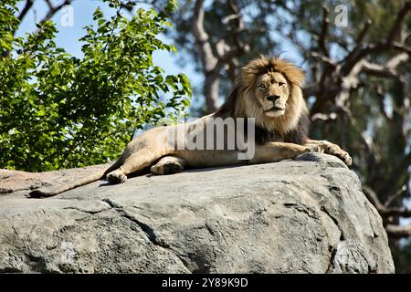 Lion africain mâle adulte couché et reposant sur un gros rocher. Banque D'Images