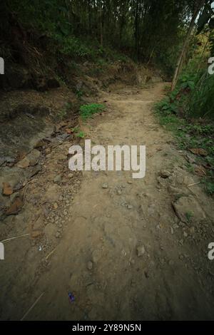 chemins de terre et rocheux dans la jungle Banque D'Images