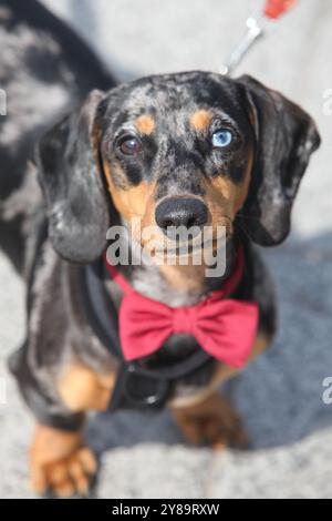 gros plan portrait d'un adorable chien de teckel avec des yeux de couleurs différentes. Banque D'Images