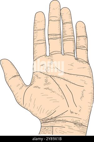 Ouvrez Palm Drawing, main montrant un croquis de cinq doigts, dessin au trait, croquis de main de paume Illustration de Vecteur