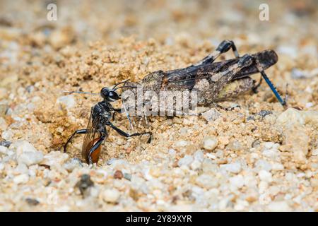 Guêpe d'araignée noire traînant une sauterelle paralysée à travers le sable et le gravier pour nourrir ses larves. Banque D'Images