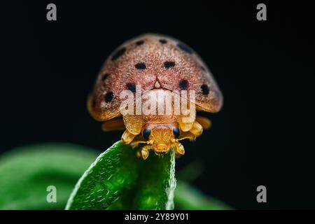 Le coléoptère de la tortue tacheté avec des marques orange et marron est perché sur une feuille vert vif avec un fond noir. Banque D'Images