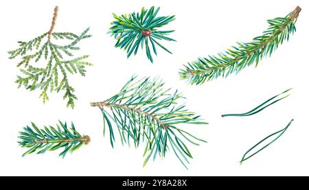 Ensemble aquarelle de brindilles et d'aiguilles de conifères. Illustration à l'aquarelle dessinée à la main d'épinette, de pin, de sapin, de thuya isolé sur fond. Décoration botanique Banque D'Images