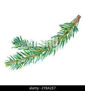 Illustration d'aquarelle dessinée à la main de branche de sapin. Dessin avec arbre de Noël à feuilles persistantes sur fond isolé. Parfait pour les cartes de vacances, DIY Christm Banque D'Images