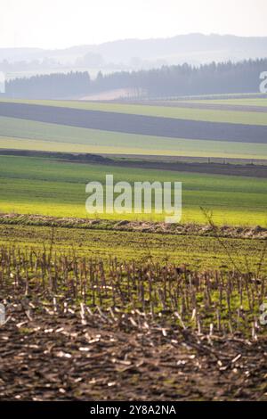 La bataille des Ardennes, site de bataille de chars à Clervaux, Luxembourg. Ouverture d'une route vers Bastogne Banque D'Images