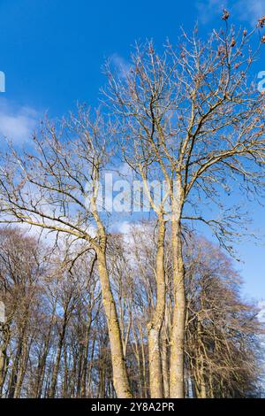 La bataille des Ardennes, site de bataille de chars à Clervaux, Luxembourg. Ouverture d'une route vers Bastogne Banque D'Images