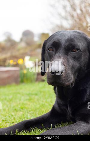 gros plan d'un chien labrador noir regardant la caméra Banque D'Images
