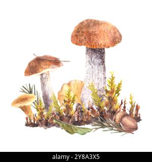 Les champignons tombent clipart. Chapeau orange Boletus avec Chanterelle, Moos, feuilles vert jaune et gland brun et branche de sapin avec aiguilles. Aquarelle d'automne Banque D'Images