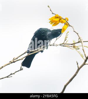 Image clé élevée d'un oiseau Tui se nourrissant de nectar de fleurs jaunes de Kowhai au printemps. Banque D'Images