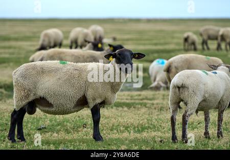 Troupeau de moutons suffolk pâturant à visage noir sur un pâturage de marais salés à côté du Mont Saint Michel, Normandie France Banque D'Images