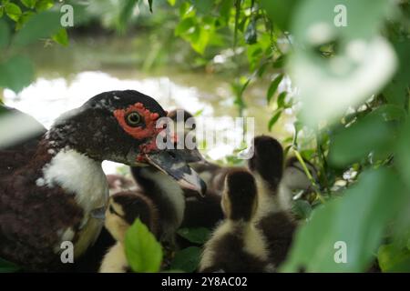 Canetons de Barbarie et mère : une scène réconfortante d'un canard de Barbarie et ses canetons nichés au milieu d'un feuillage vert luxuriant au bord de l'eau Banque D'Images