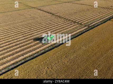 Beijing, China. 3rd Oct, 2024. An aerial drone photo shows a harvester working in rice paddies at a farm of Beidahuang Group in northeast China's Heilongjiang Province, Oct. 3, 2024. Credit: Dang Aihe/Xinhua/Alamy Live News Banque D'Images