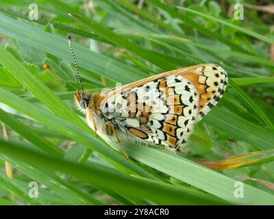 Glanville Fritillary' Melitaea cinxia' papillon , montrant son sous-aile dans le soleil d'un jour de printemps tardif sur Compton Down Isle of Wight Hampshire Banque D'Images