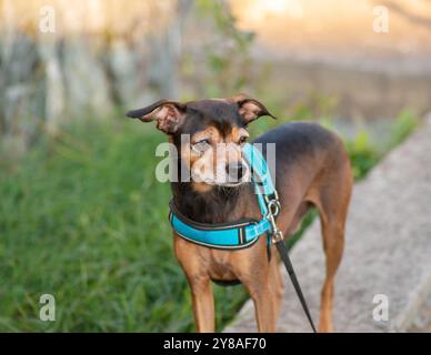 Chien Pinscher miniature sur une promenade. Banque D'Images