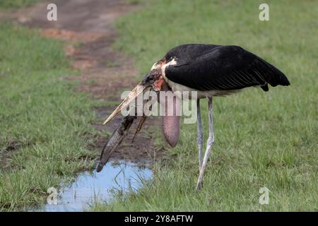 Marabou (Leptoptilos crumenifer) récupérant le poisson-chat échoue, Masai Mara, Kenya Banque D'Images
