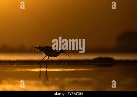 Pilotis à ailettes noires (Himantopus himantopus), réserve de gibier de Zimanga, Afrique du Sud Banque D'Images