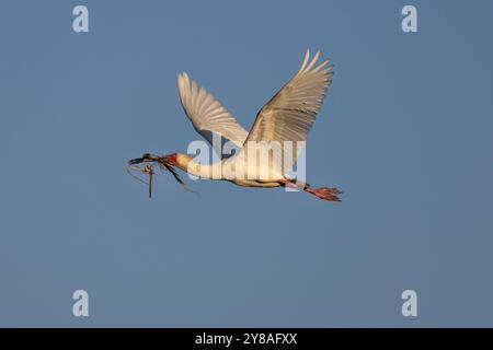 Cuillère africaine (Platalea alba) transportant du matériel de nidification, parc national de Chobe, Botswana Banque D'Images