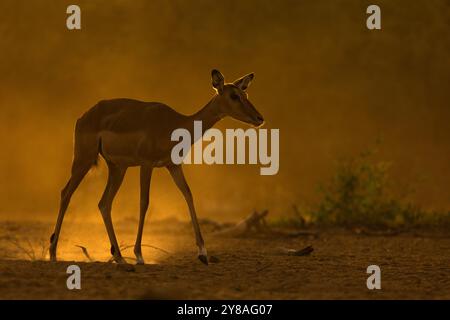 Impala (Aepyceros melampus), Shompole, Kenya Banque D'Images