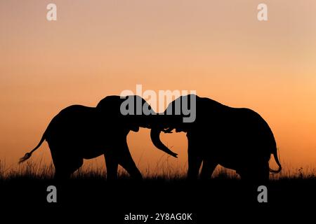 Éléphants (Loxodonta africana) battant au coucher du soleil, parc national de Chobe, Botswana Banque D'Images