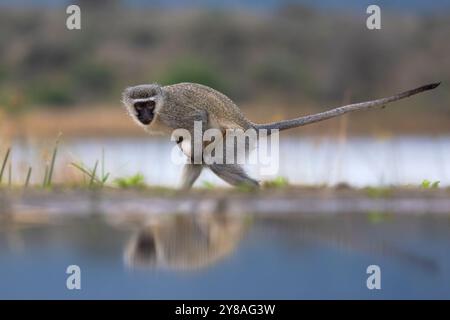 Singe vervet (Chlorocebus pygerythrus), réserve naturelle de Zimanga, KwaZulu-Natal, Afrique du Sud Banque D'Images