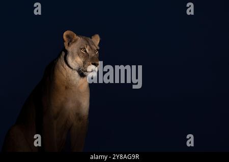 Lionne (Panthera leo) la nuit, réserve privée de Zimanga, KwaZulu-Natal, Afrique du Sud Banque D'Images