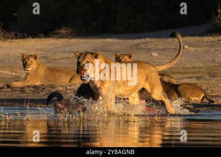 Lion (Panthera leo) sur le bison tuer chassant le crocodile loin, parc national de Chobe, Botswana Banque D'Images
