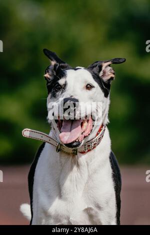 Noir et blanc race mixte Mutt Dog Running Lure course Dog Sport Banque D'Images