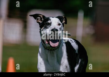 Noir et blanc race mixte Mutt Dog Running Lure course Dog Sport Banque D'Images