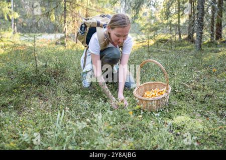 femme cueillant des champignons chanterelles dans la forêt Banque D'Images