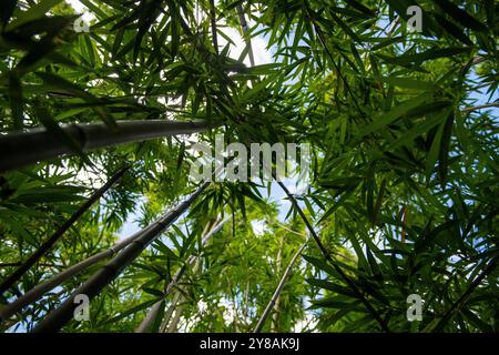 regardant vers le haut à travers des feuilles de bambou vert et des tiges vers le ciel bleu Banque D'Images