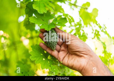 Cueillette à la main un petit melon amer d'une vigne dans un jardin verdoyant. Banque D'Images