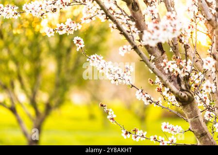 Gros plan de fleurs d'amande sur une branche d'arbre avec fond vert. Banque D'Images