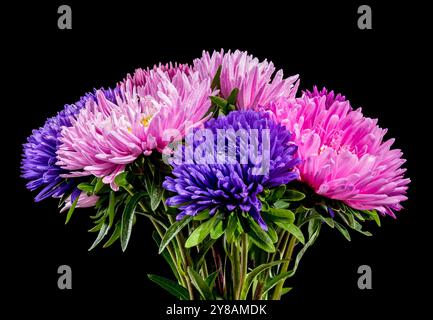 Bouquet d'asters Lady Coral sur un fond noir Banque D'Images