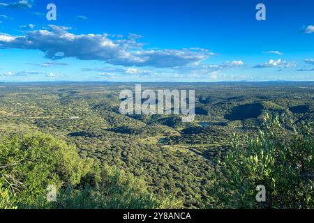 Chêne Holm, chêne Evergreen, chêne Holly, chêne Evergreen (Quercus ilex), vue sur le parc national Monfrague avec de grandes dehesas de chêne vert au sud de Sierra de Banque D'Images