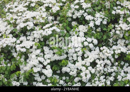 Vanhoutte spirea, couronne de bridelles (Spiraea x vanhouttei, Spiraea vanhouttei), branche en fleurs Banque D'Images