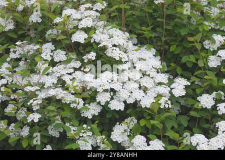 Vanhoutte spirea, couronne de bridelles (Spiraea x vanhouttei, Spiraea vanhouttei), branche en fleurs Banque D'Images