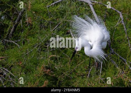 Petite aigrette (Egretta garzetta), assise dans un tamari, en plumage d'élevage aux plumages ornementaux étalés, France, Provence, Camargue Banque D'Images