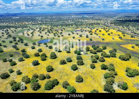 Chêne Holm, chêne Evergreen, chêne Holly, chêne Evergreen (Quercus ilex), Dehesa au printemps, prairies fleuries avec chênes verts, vue aerila, Espagne, Estrémadure, Banque D'Images