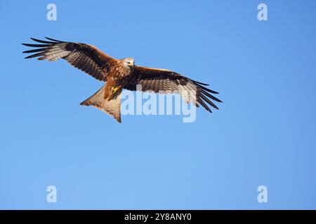 Cerf-volant rouge (Milvus milvus), en vol, Espagne, Castille-la Manche Banque D'Images