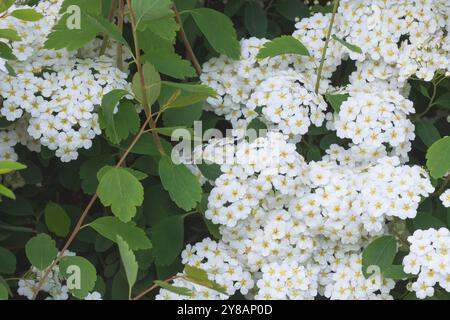 Vanhoutte spirea, couronne de bridelles (Spiraea x vanhouttei, Spiraea vanhouttei), branche en fleurs Banque D'Images