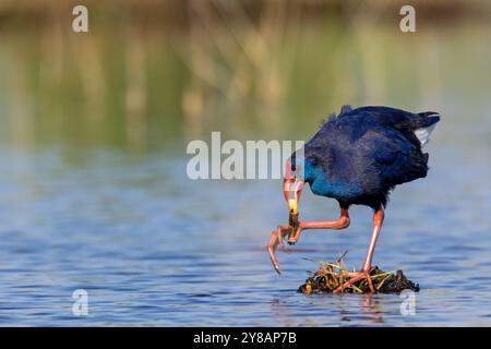 Swamphen violet (Porphyrio porphyrio), se dresse dans l'eau, tient rhizome de roseau avec orteils, Espagne, Parc El Hondo Natur Banque D'Images