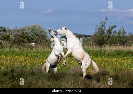 Cheval de Camargue (Equus przewalskii F. caballus), lutte de rang des étalons dans un marais aux iris, France, Provence, Camargue Banque D'Images